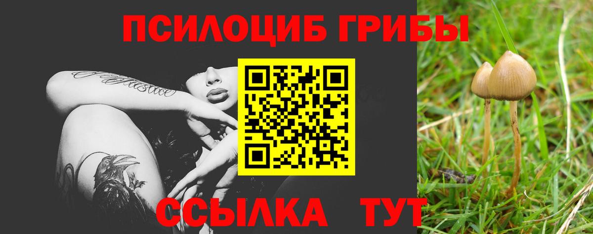 Галлюциногенные грибы Psilocybe Чайковский